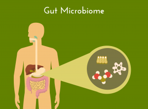 Gut Microbiome 