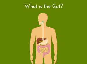 what is gut?