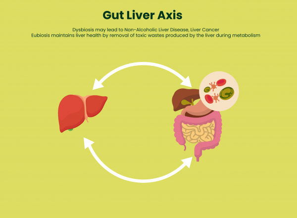 Gut and Liver