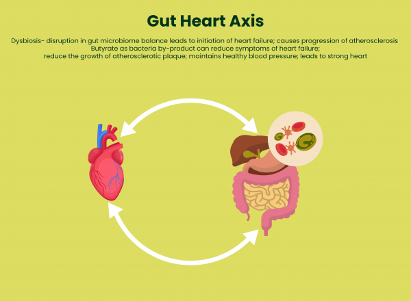 Gut and Heart