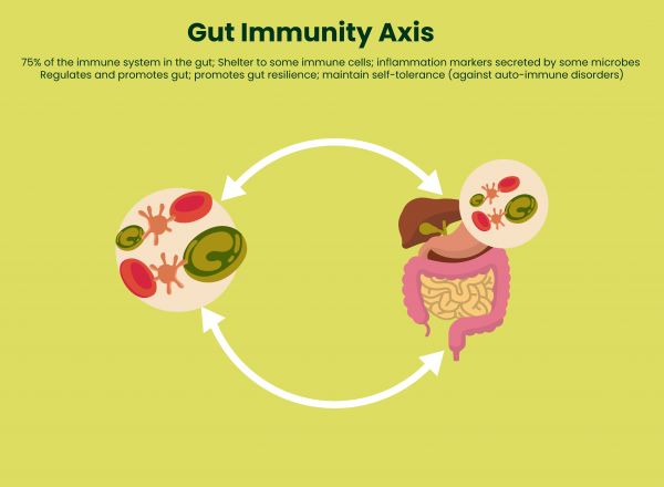 Gut and immunity